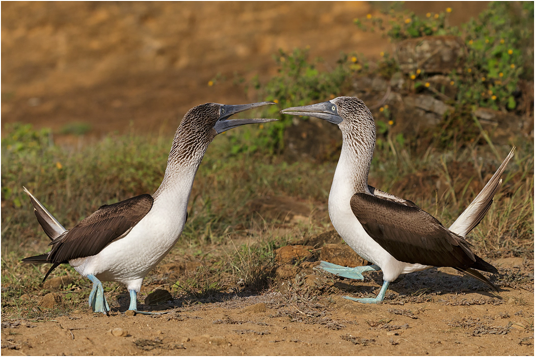Blue-footed Boobies - courtship dance, Galapagos Islands