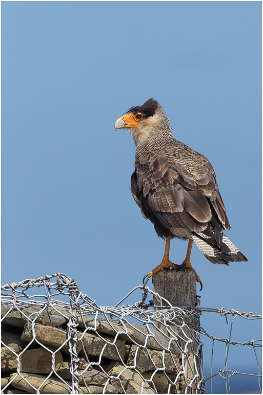 Crested Caracara