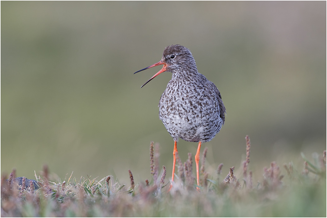 Redshank, Iceland