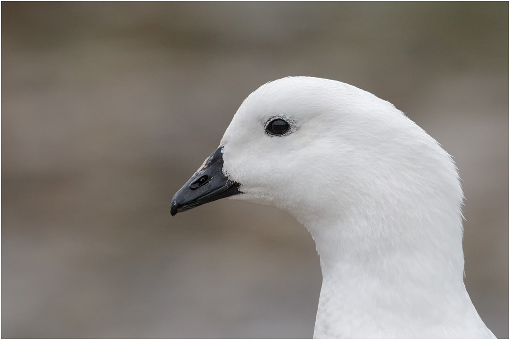 Kelp Goose, male