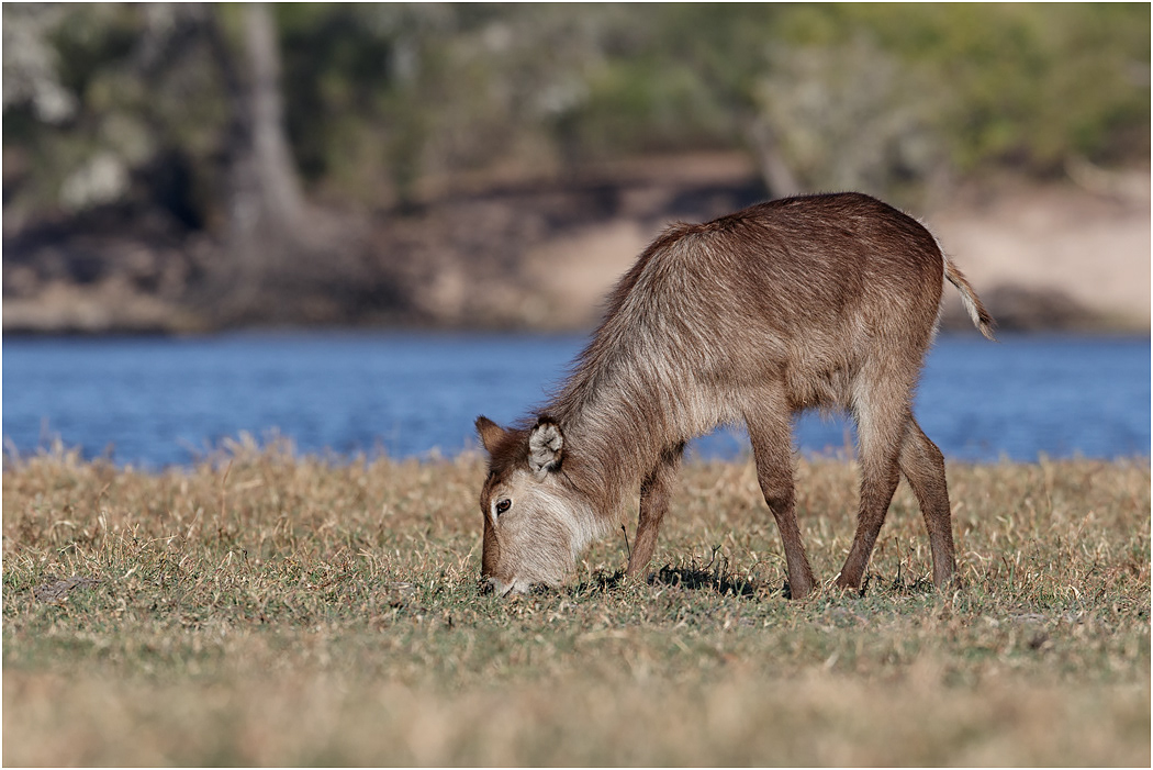 Young Waterbuck - Chobe NP, Botswana