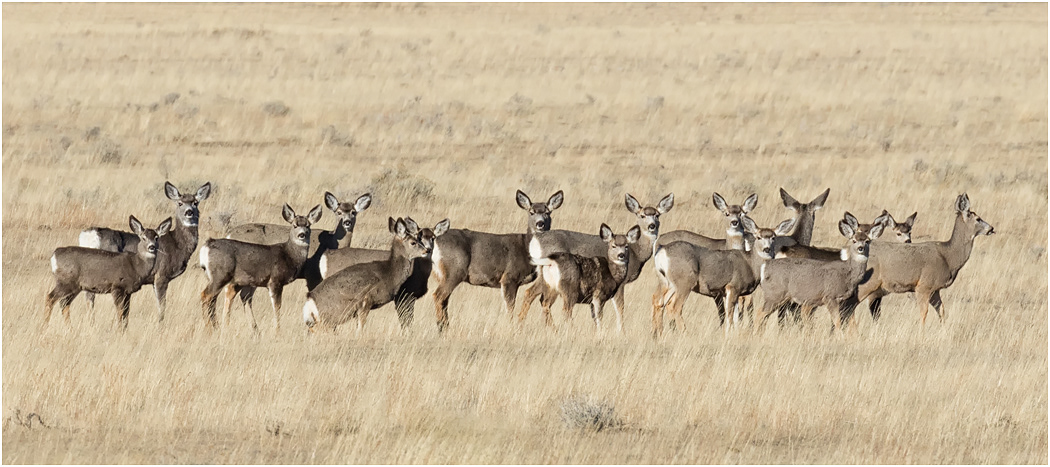 Mule Deer in winter, Montana, USA
