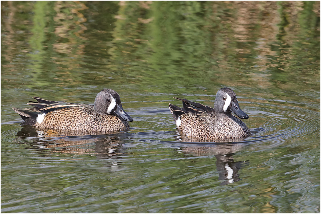 Blue-winged Teal, Florida, USA