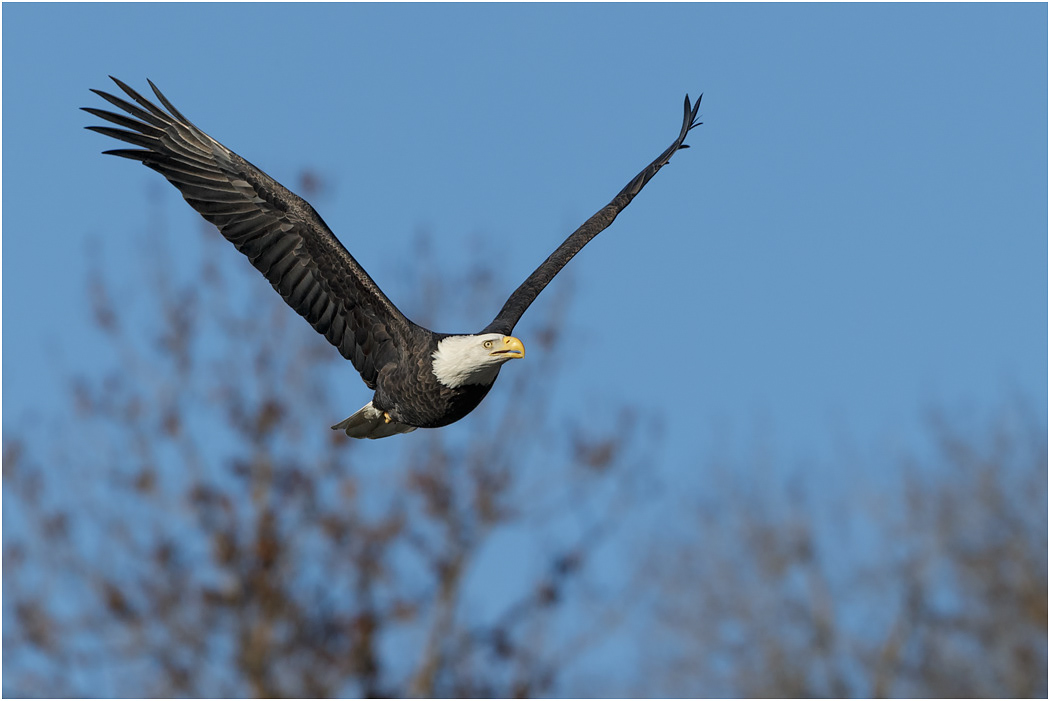 Bald Eagle in flight, Chilkat River, Alaska