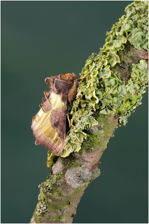Burnished Brass