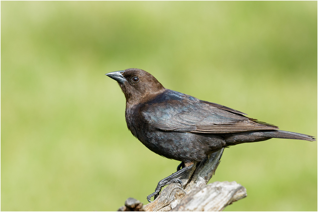 Brown-headed Cowbird, Canada