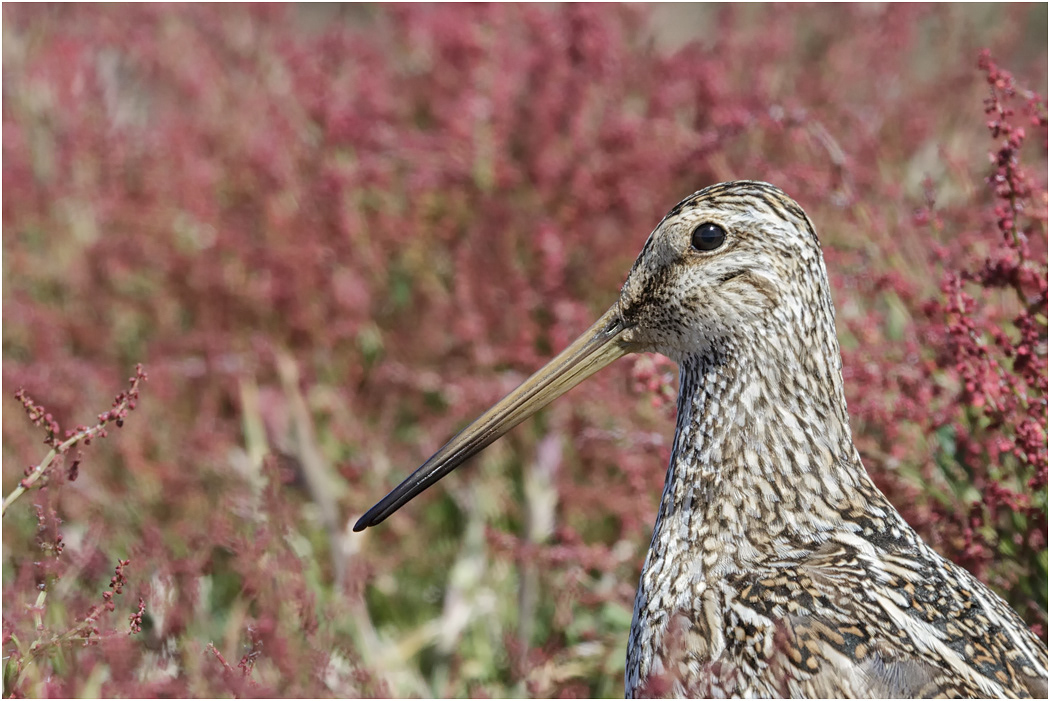 South American Snipe