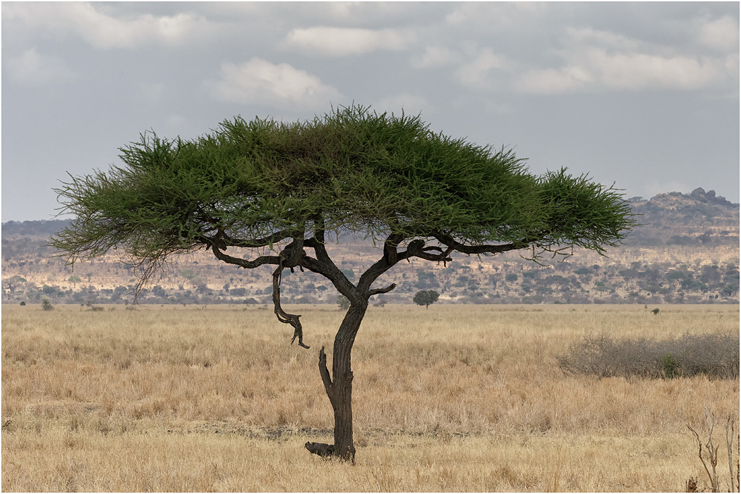 Leopard sighted - Tarangire NP, Tanzania