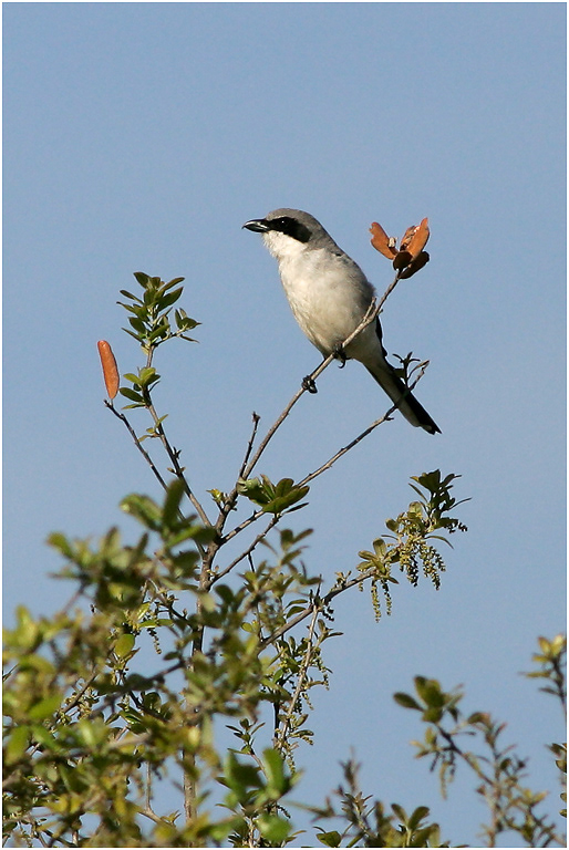 Loggerhead Shrike, Florida, USA