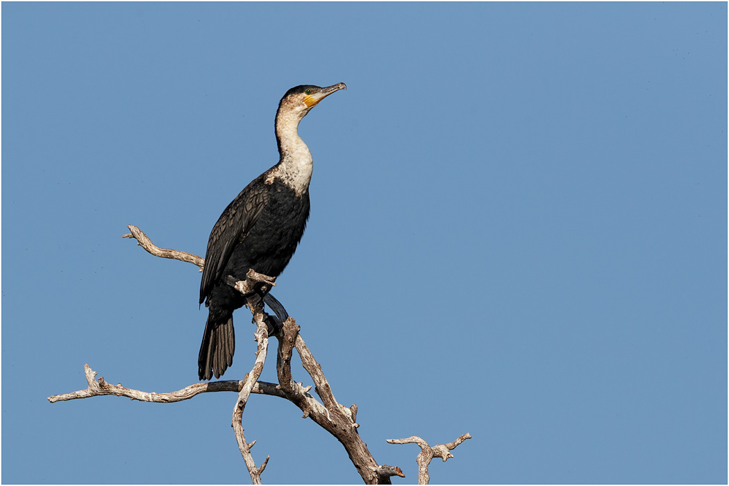 White-breasted Cormorant - Chobe River, Botswana