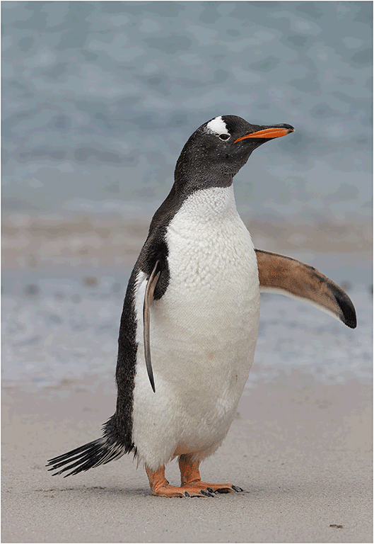 Gentoo Shake
