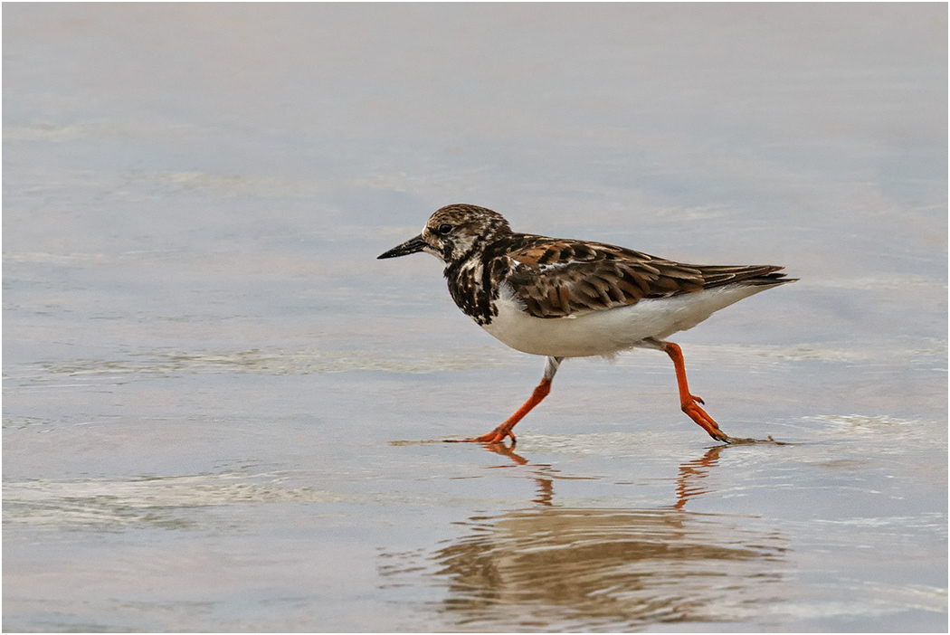 Ruddy Turnstone running, Galapagos Islands