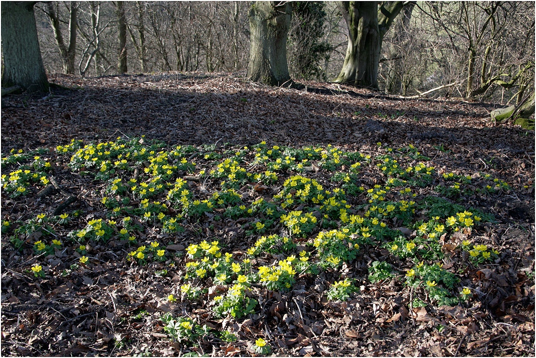 Winter Aconite