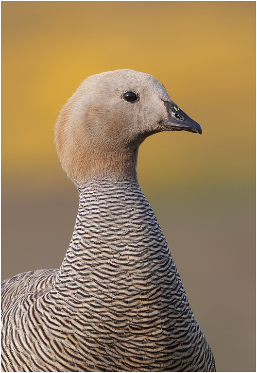 Ruddy-headed Goose