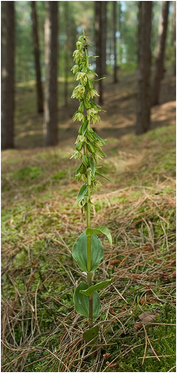 Pendulous-flowered Helleborine