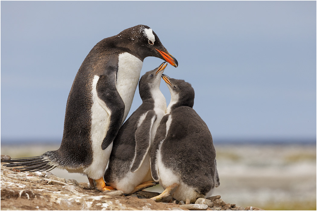 Gentoo Penguin parent & chicks