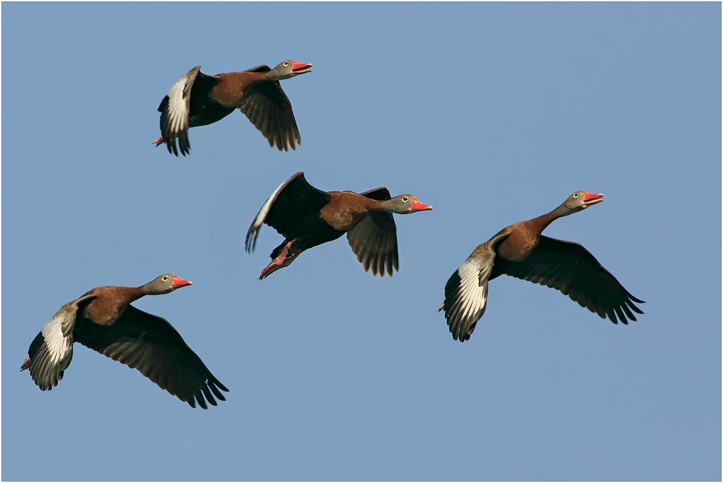 Black-bellied Whistling Duck, Florida, USA