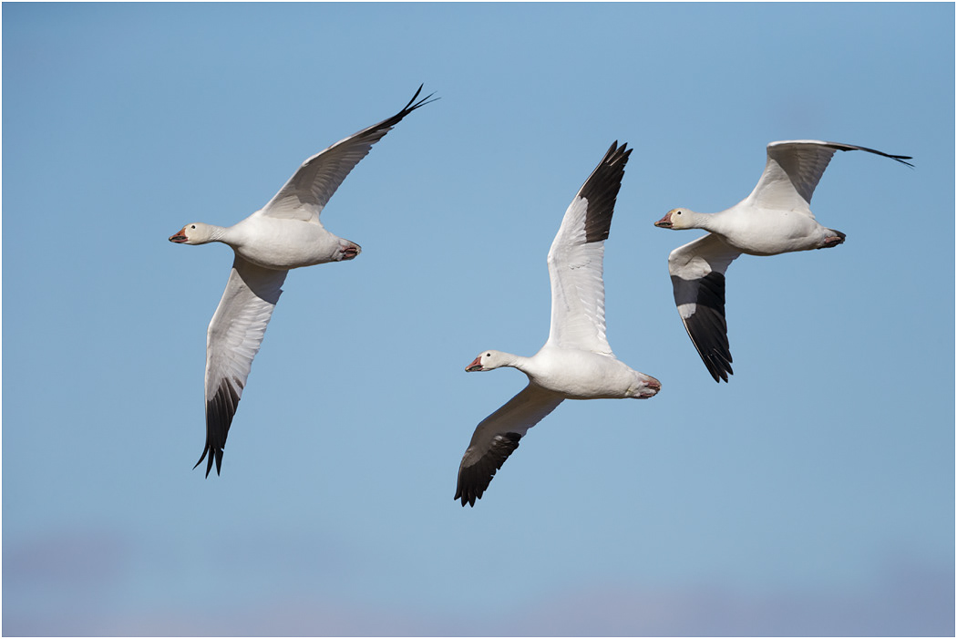 Snow Geese in flight, Bosque, NM, USA