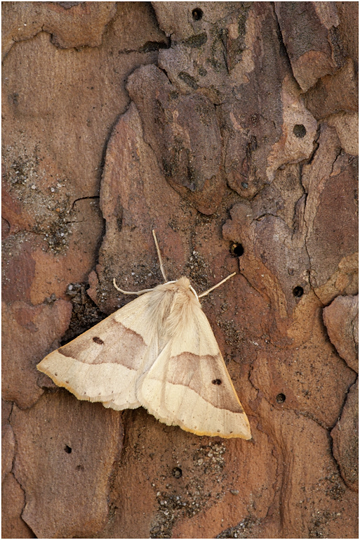 Scalloped Oak