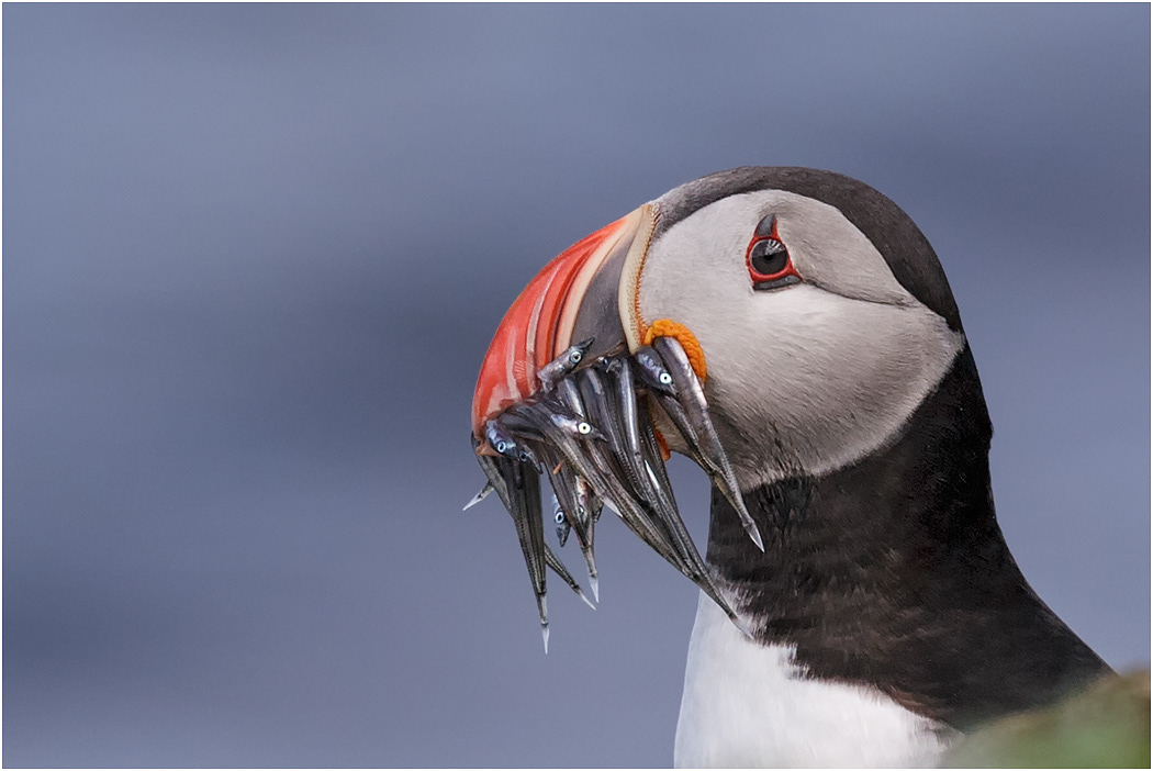 Puffin with catch - Iceland