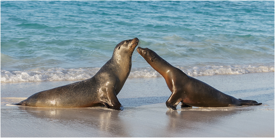 Galapagos Sea Lions - the winner gets the girl