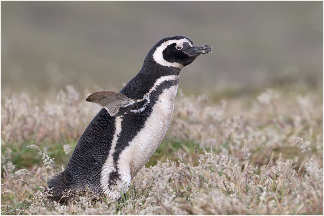 Magellanic Penguin fluffing feathers