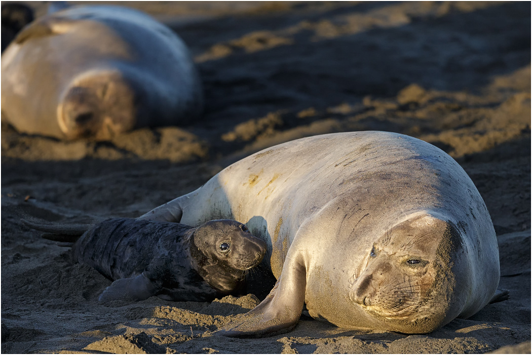 Northern Elephant Seal, Mother & pup, California, USA