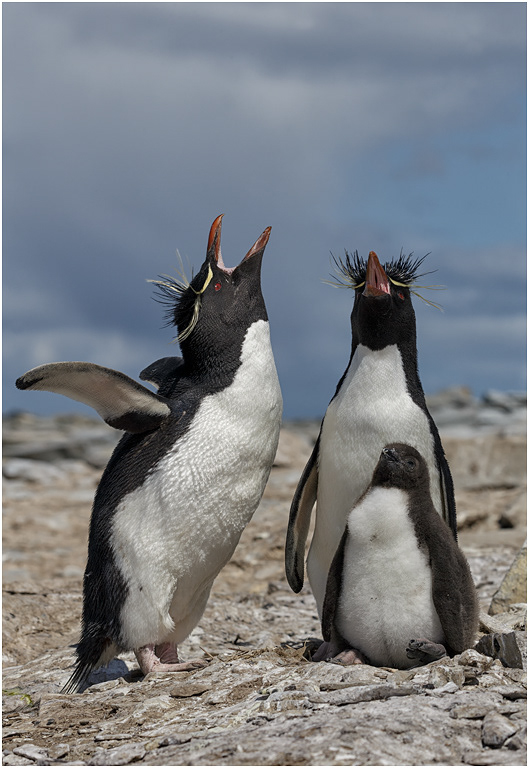 Rockhopper greeting family