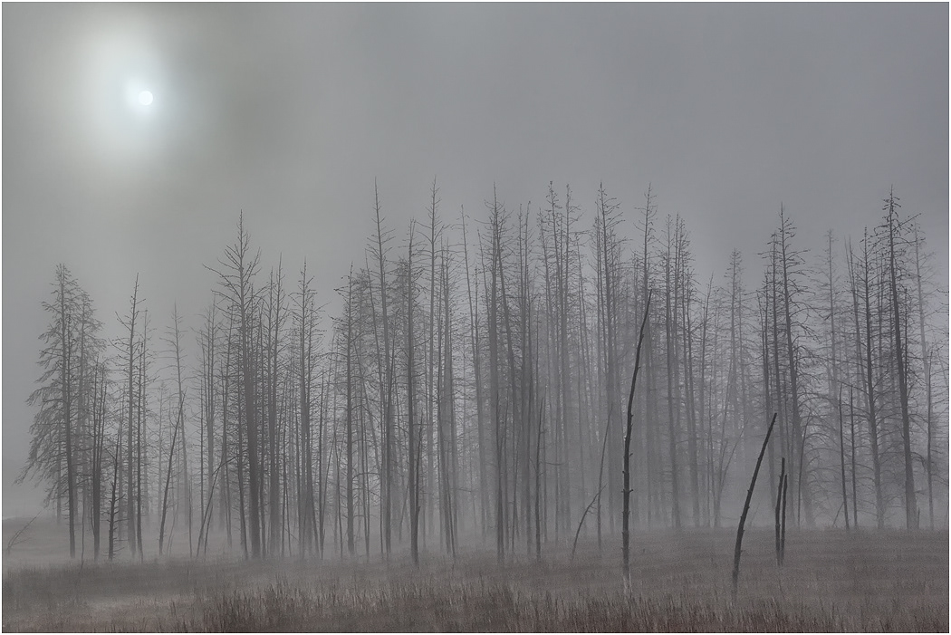 Trees in Mist, Yellowstone NP