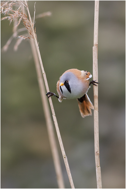 Bearded Reedling, male #2, Norfolk