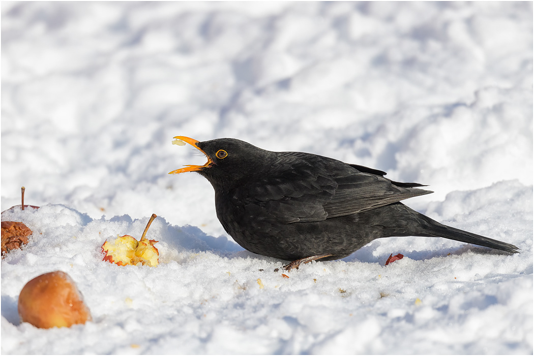 Blackbird, male, eating apples
