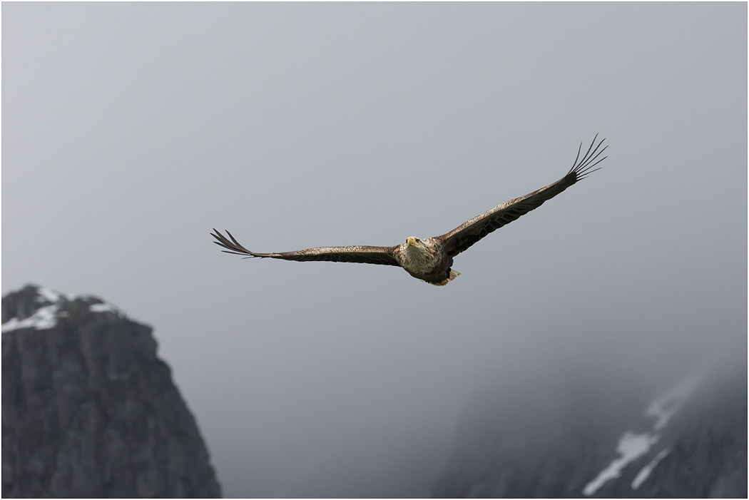 White-tailed Eagle, Norway