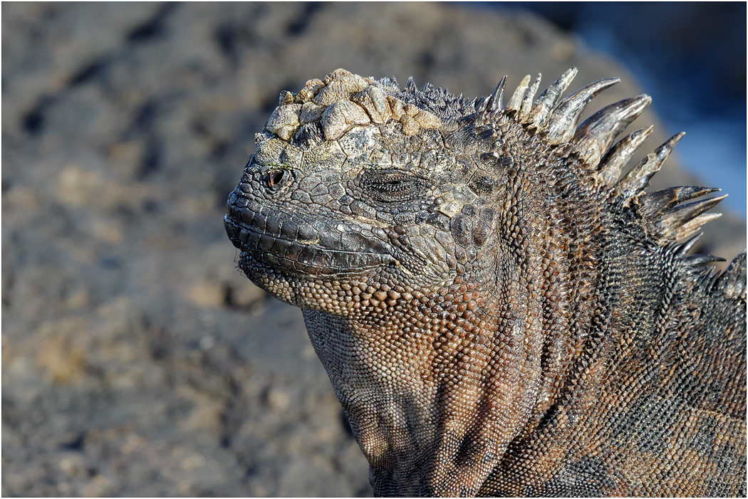 Mature Marine Iguana, Galapagos Islands