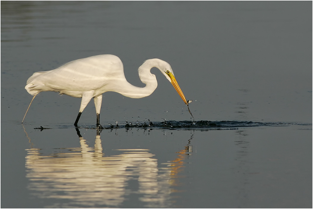 Great Egret fishing, Florida, USA