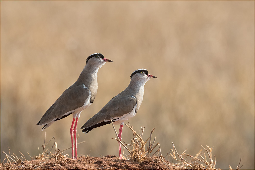 Crowned Plovers - Tarangire, Tanzania