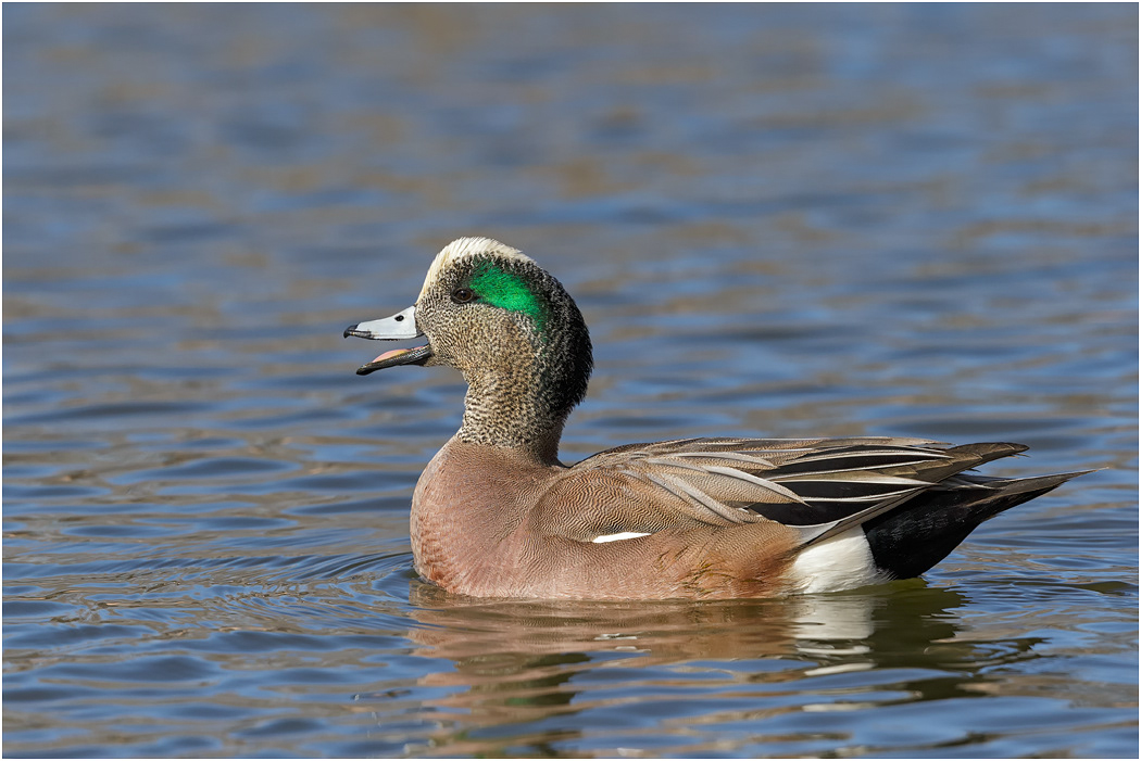 American Wigeon, Bosque del Apache, NM, USA