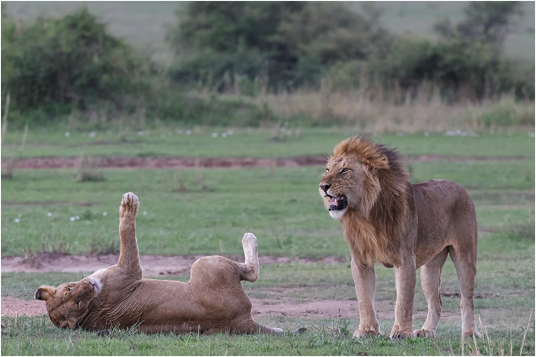 Courting pair - Central Serengeti, Tanzania