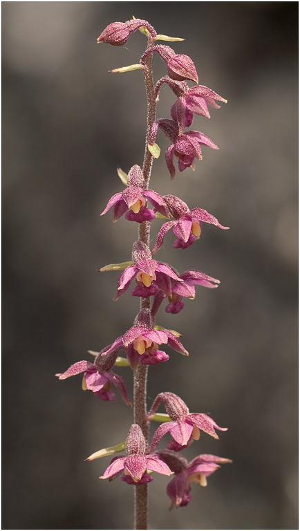 Dark Red Helleborine