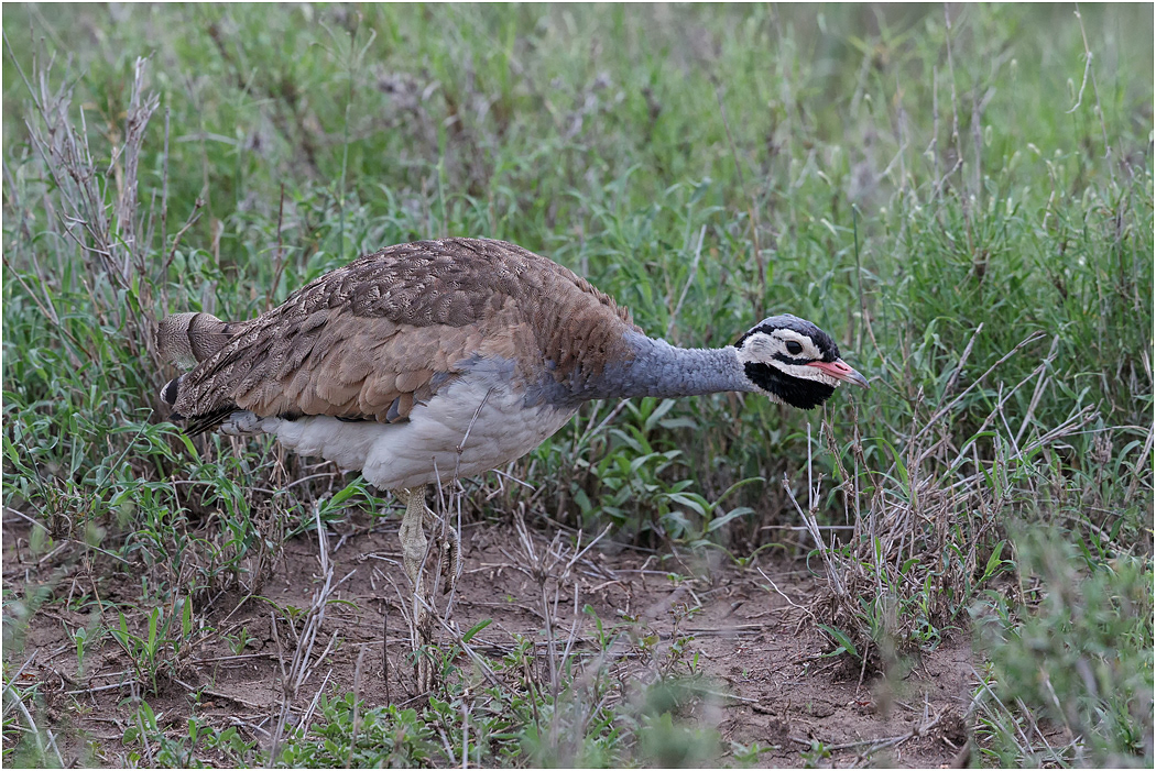 White-bellied Bustard - Serengeti, Tanzania