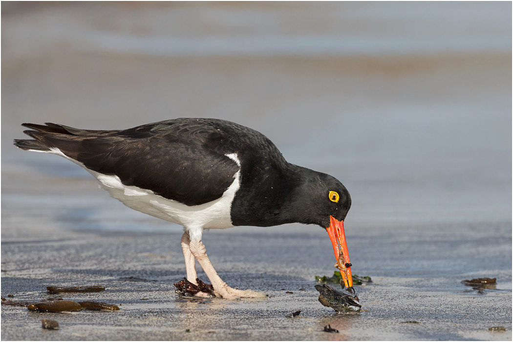Magellanic Oystercatcher feeding