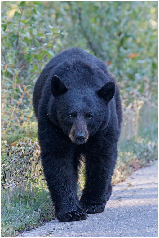 Black Bear, Jasper NP,  Alberta, Canada