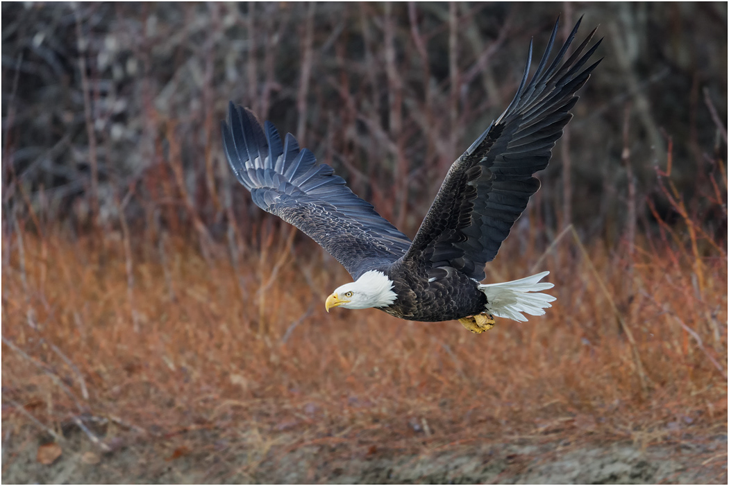 Bald Eagle in flight over Chilkat River, Alaska