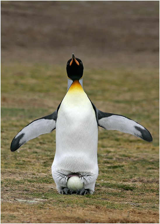 King Penguin stretches and reveals the egg