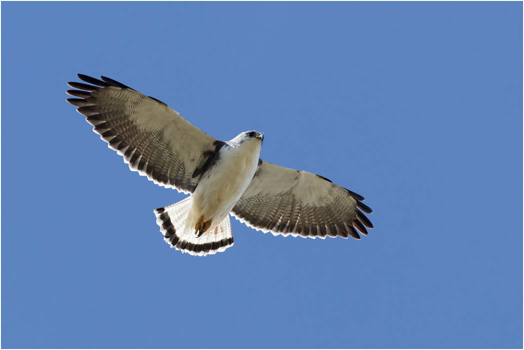 Variable Hawk