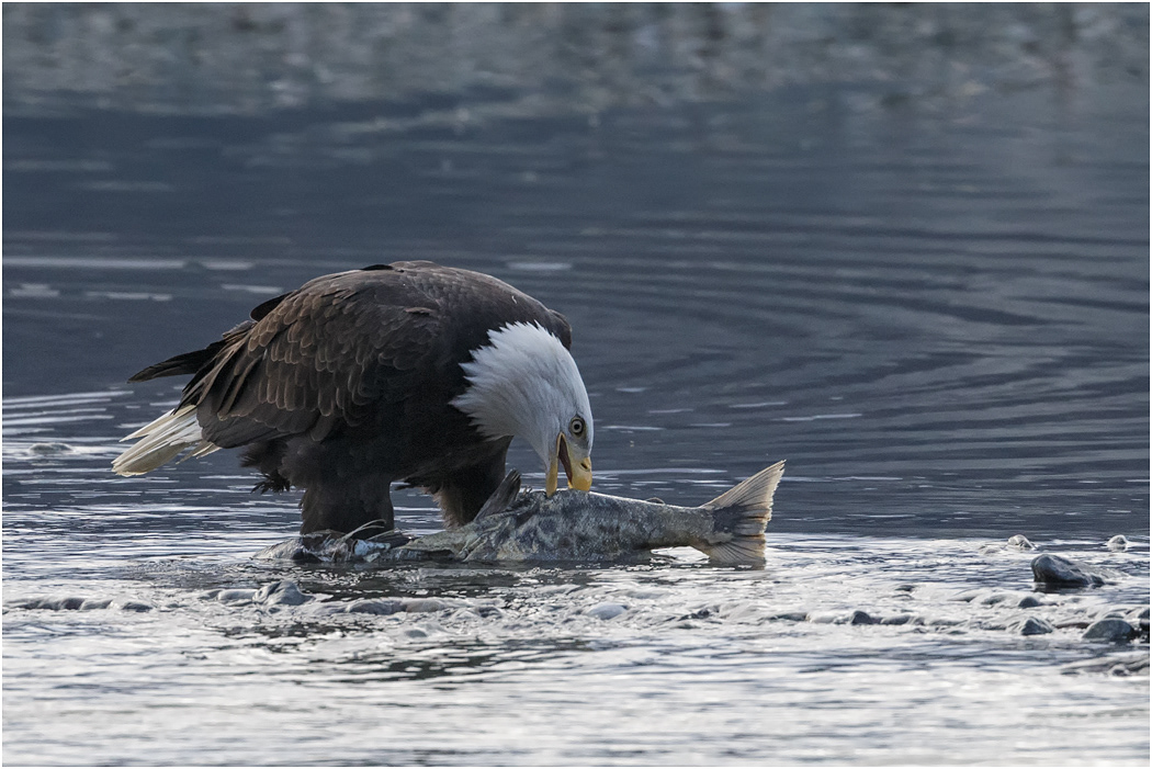 Bald Eagle with Salmon, Chilkat River, Alaska