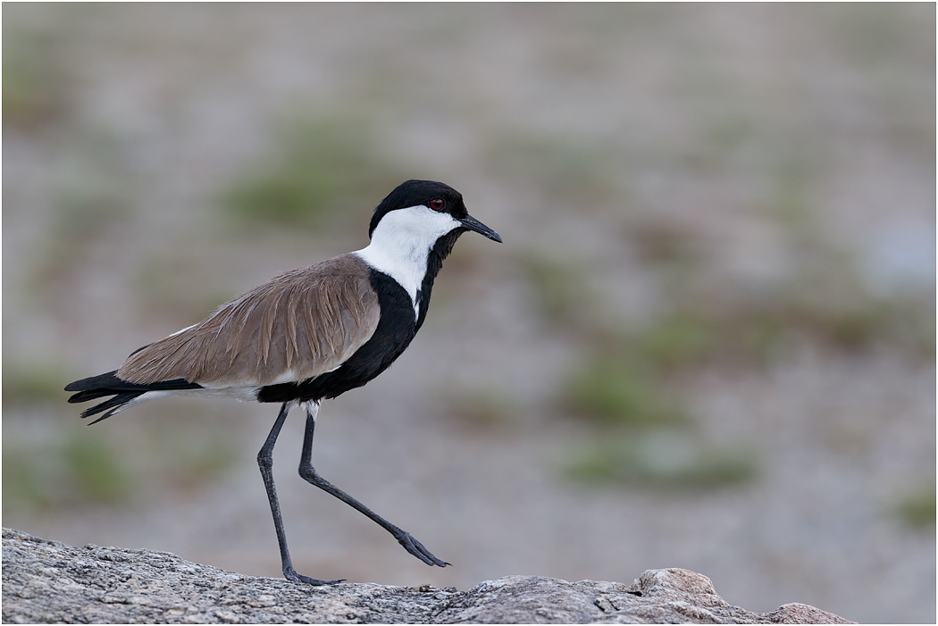 Spur-winged Plover - Mara River, Serengeti, Tanzania