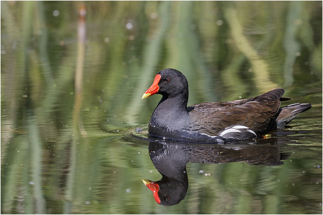 Moorhen