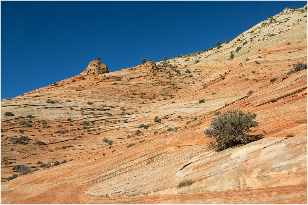 Cross-bedded Navajo Sandstone, near Zion, Utah