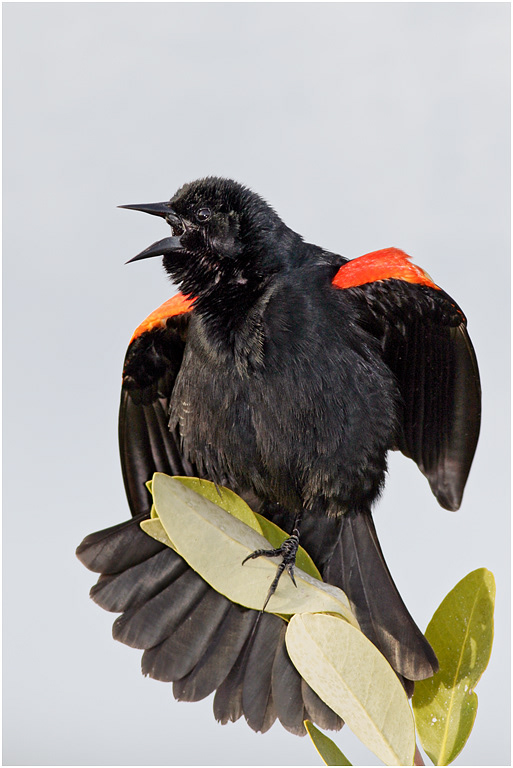 Red-winged Blackbird in song, Florida, USA