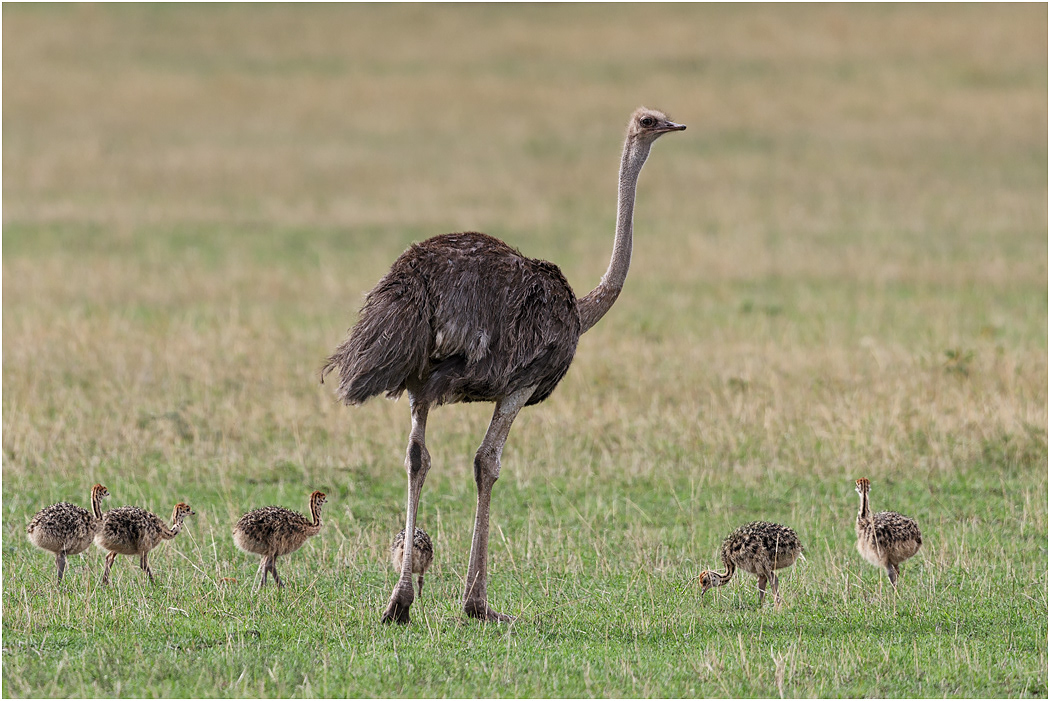 Common Ostrich, female with chicks - Serengeti, Tanzania
